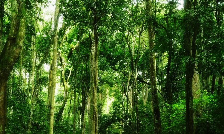 Witu Forest Reserve