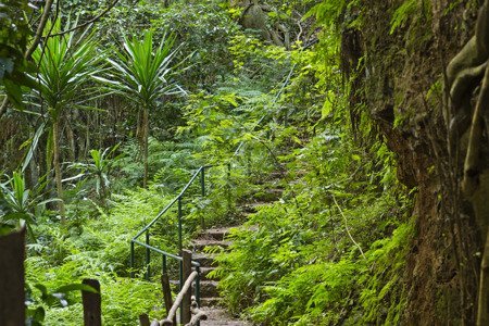 Nature Walk in Karura forest