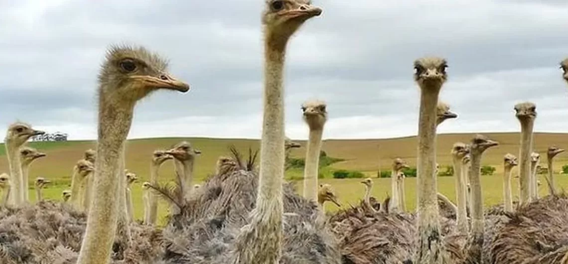 Maasai Ostrich Farm