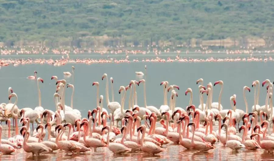 Lake Bogoria National Reserve